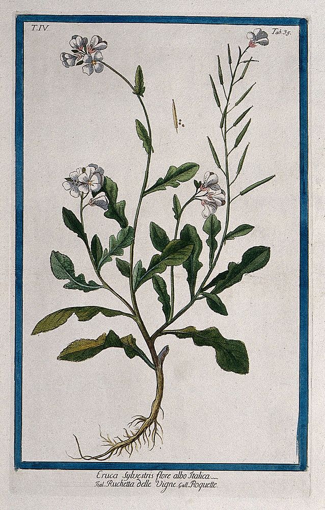 A plant (Sisymbrium sp.): entire flowering and fruiting plant with separate fruit and seeds. Coloured etching by M.…