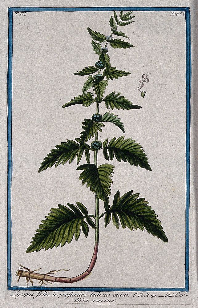 A plant (Lycopus exaltatus): flowering stem with part of rootstock and separate floral segments. Coloured etching by M.…