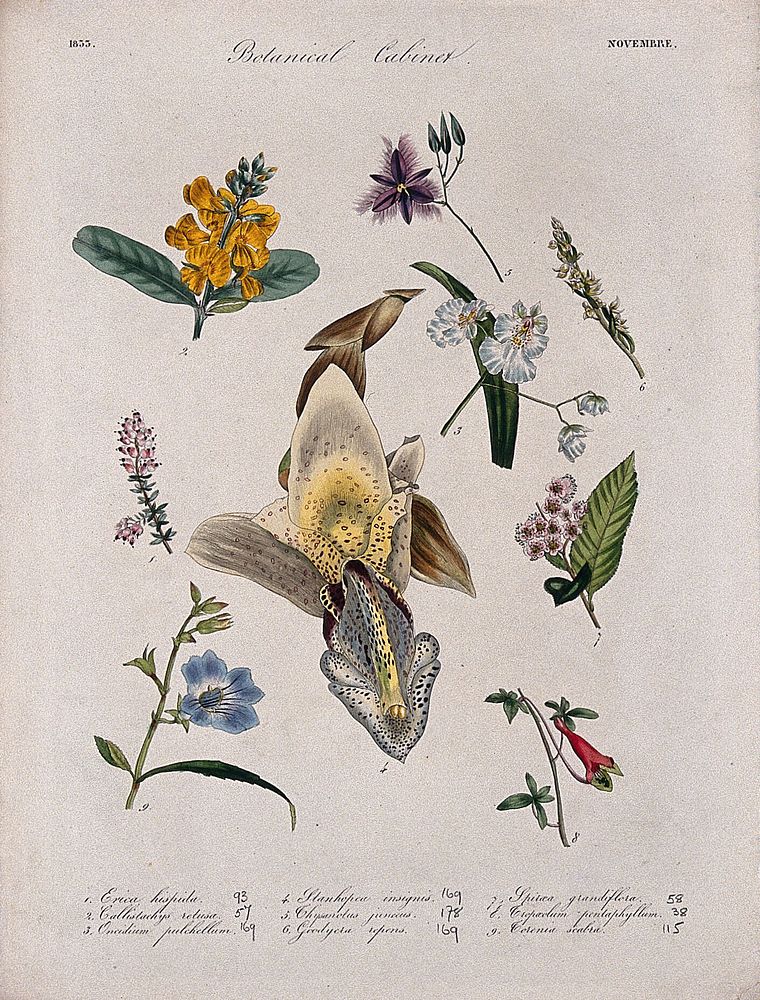 Nine flowering plants, including three orchids. Coloured transfer lithograph, c. 1833.
