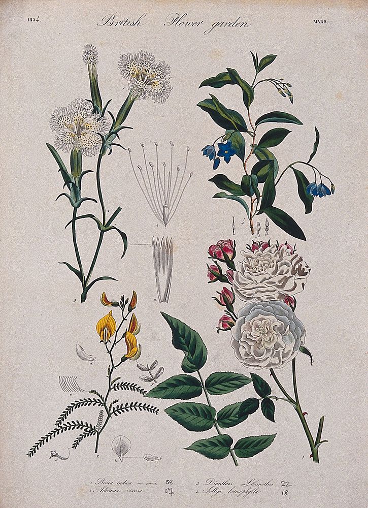 Four British garden plants: flowering stems and floral segments. Coloured etching, c. 1834.