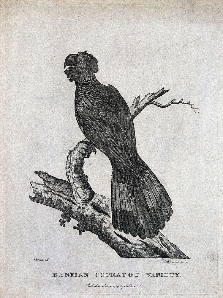 A cockatoo sitting on the branch of a tree. Etching by S. T. Edwards after A. Latham.