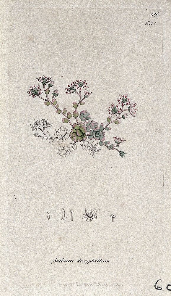 Stonecrop (Sedum dasyphyllum): flowering plant and floral segments. Coloured engraving after J. Sowerby, 1799.