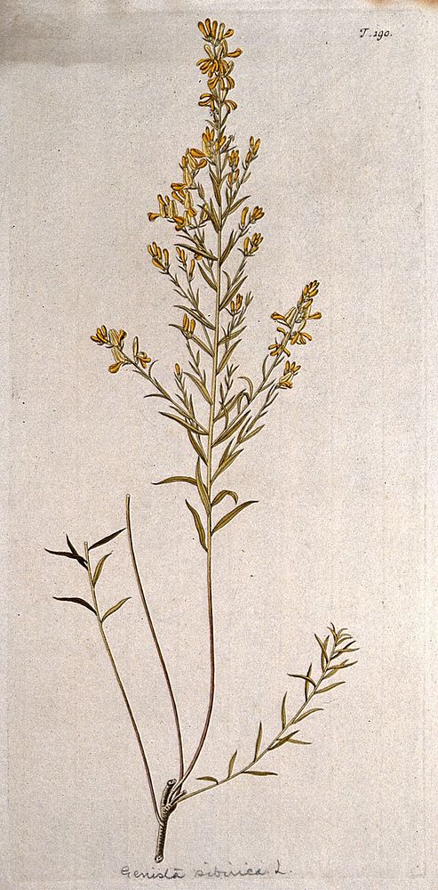 Broom (Genista sibirica L.): flowering stem. Coloured engraving after F. von Scheidl, 1772.