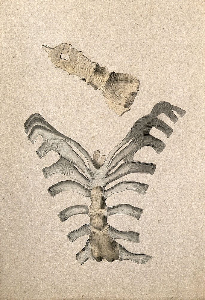 Ribs and sternum: two figures. Ink and watercolour, 1830/1835, after W. Cheselden, ca. 1733.