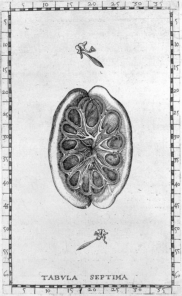 Opuscula anatomica ... / [Bartolomeo Eustachius].