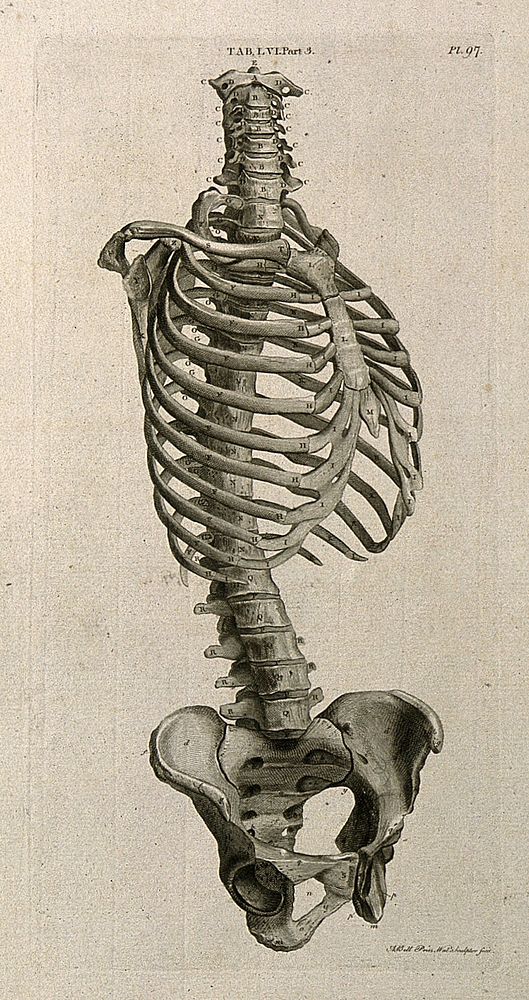 The trunk of the skeleton: side view. Line engraving by A. Bell after J.-J. Sue, 1798.