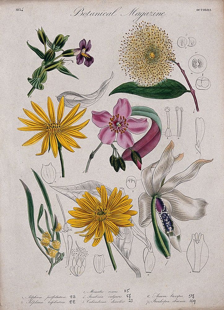 Seven garden plants, including an orchid: flowering stems and floral segments. Coloured etching, c. 1834.