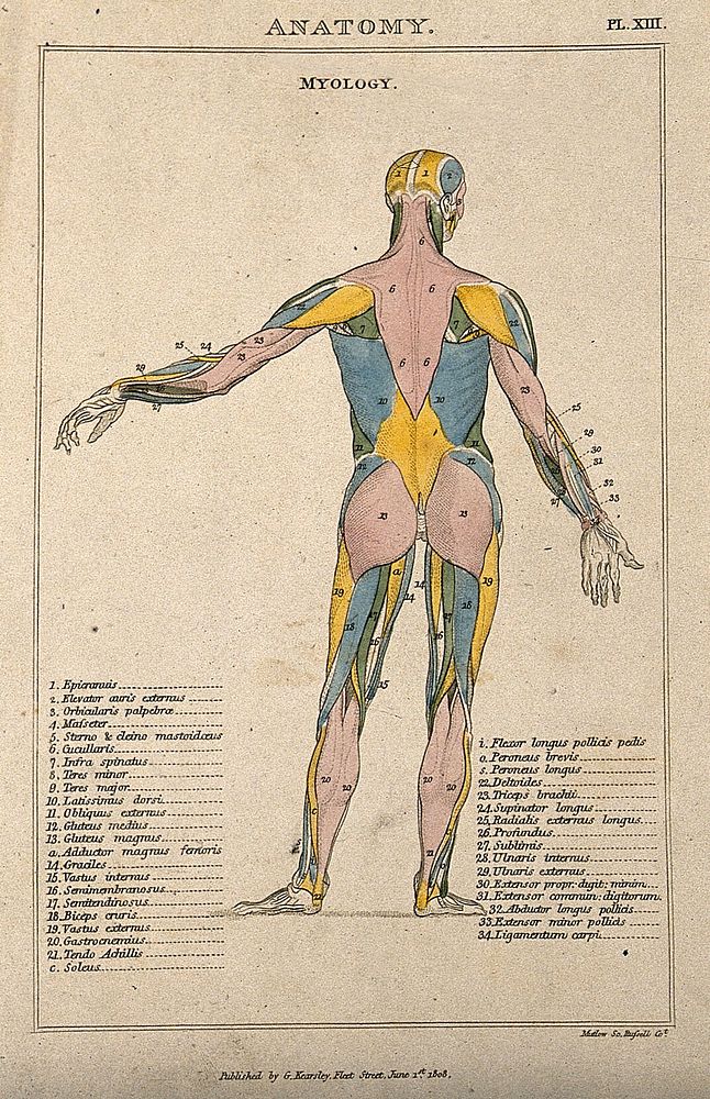 An écorché: seen from the back, with left arm extending to the side, and with muscles indicated in various colours. Coloured…