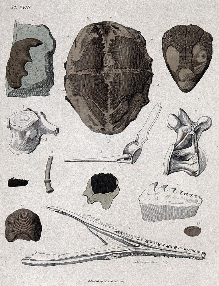 Geology: fossil remains in stone. Coloured engraving by S. Springsguth, 1833.