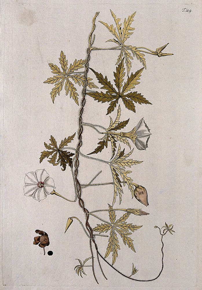 Ipomoea sinuata: flowering stem with separate fruit and seed. Coloured engraving after F. von Scheidl, 1772.
