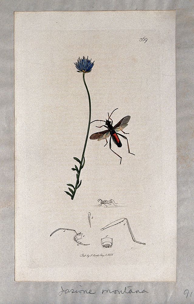 Sheep's-bit plant (Jasione montana) with an associated insect and its anatomical segments. Coloured etching, c. 1831.