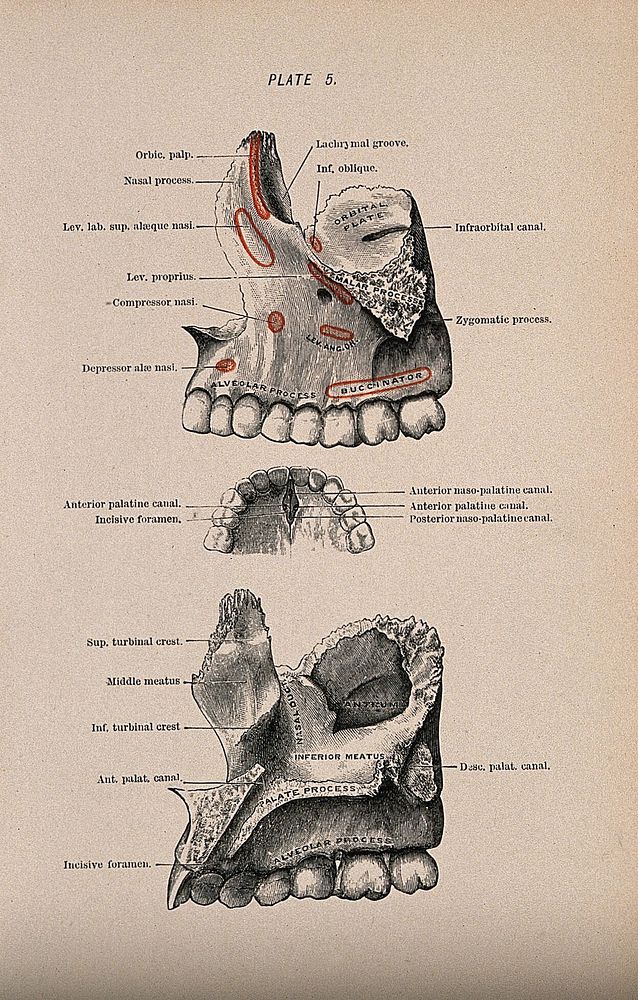 Bones of the skull: three figures, showing the area around the teeth of the upper jaw. Colour wood engraving with…