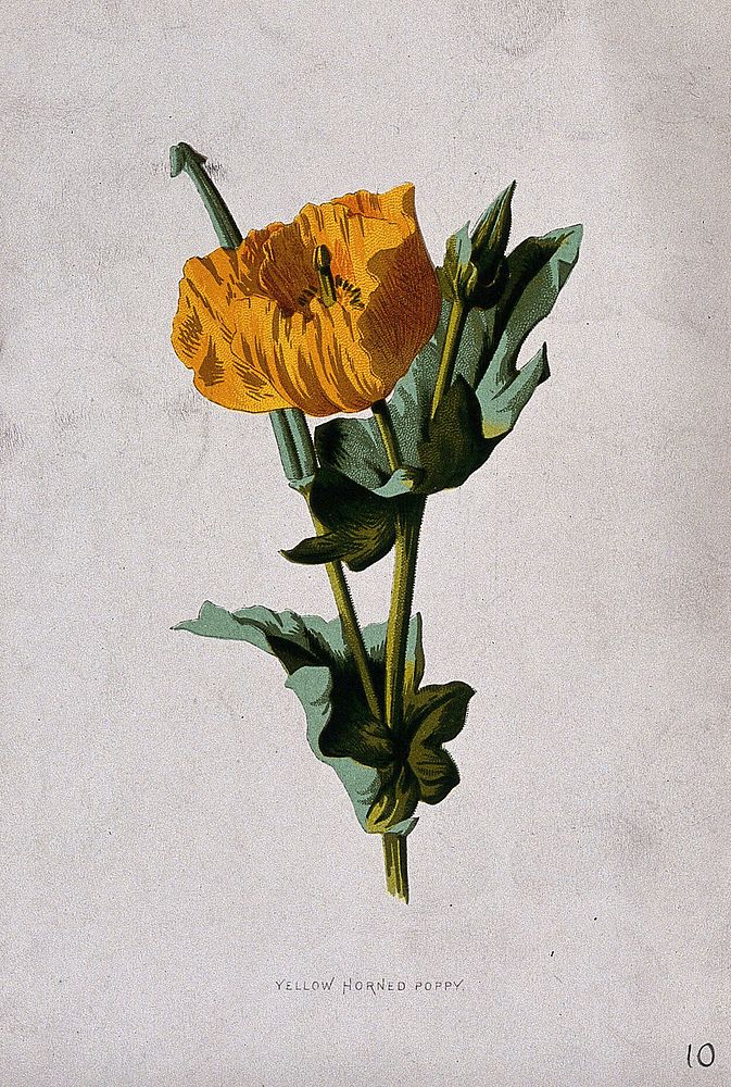 Yellow horned poppy (Glaucium flavum): flowering and fruiting stem. Chromolithograph, c. 1877, after F. E. Hulme.