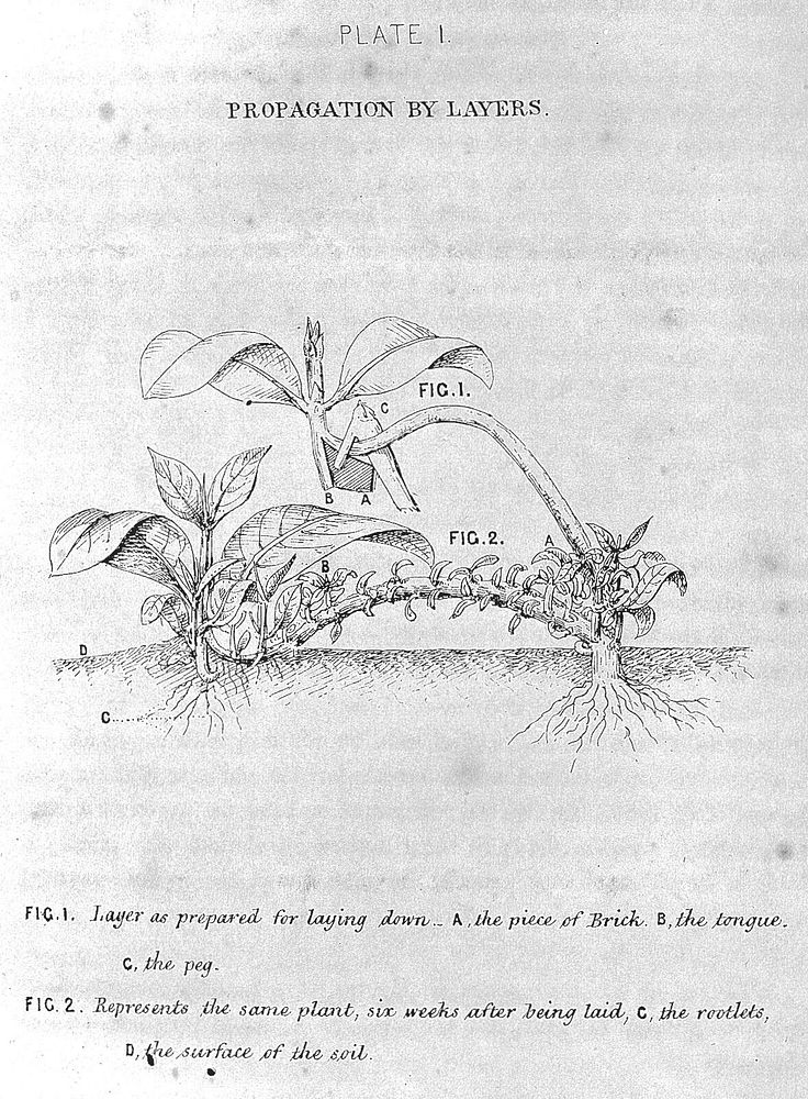 Notes on the propagation and cultivation of the medicinal Cinchonas, or Peruvian bark trees / by William Graham McIvor.