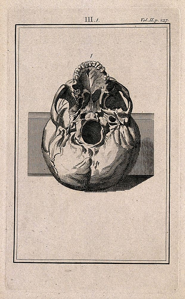 Human skull, seen from below. Line engraving, 1780/1800.