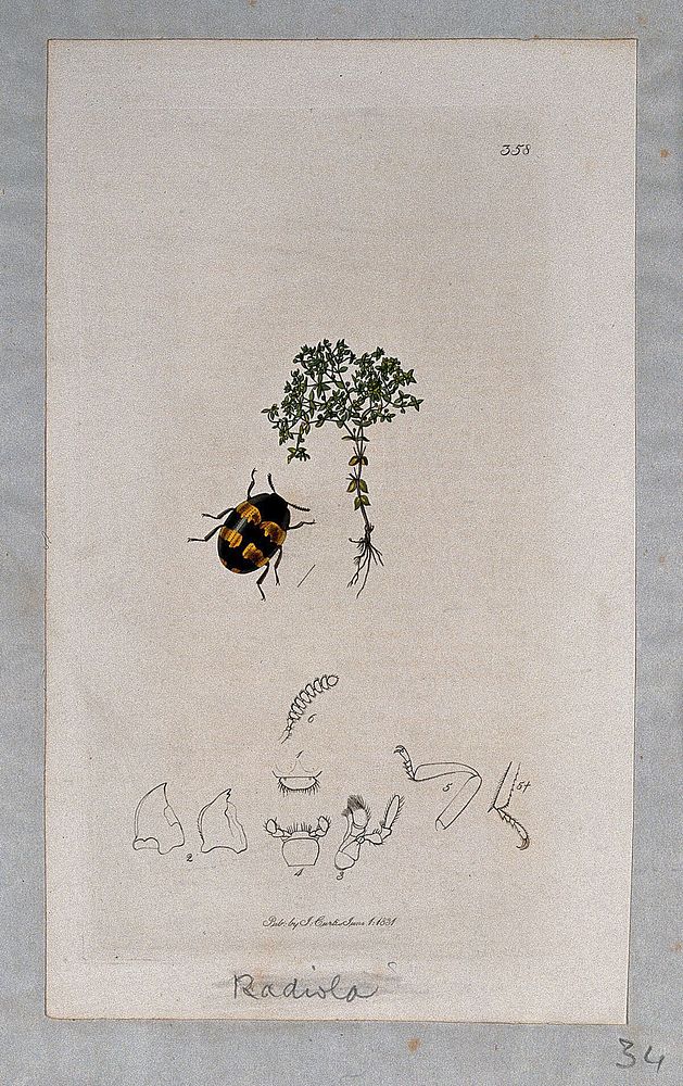 An allseed plant (Radiola linoides) with an associated beetle and its anatomical segments. Coloured etching, c. 1831.