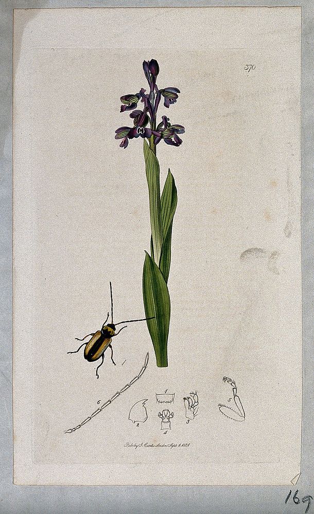 Green-winged orchid (Orchis morio) with an associated beetle and its anatomical segments. Coloured etching, c. 1831.
