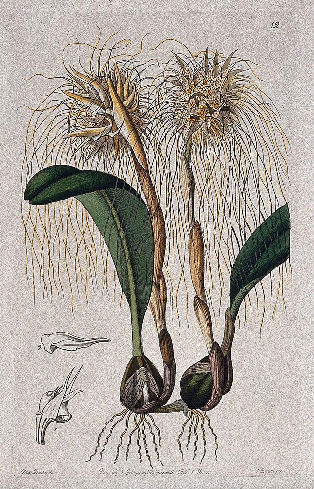 A tropical orchid (Bulbophyllum species): flowering plant and floral segments. Coloured engraving by G. Barclay, c. 1842…
