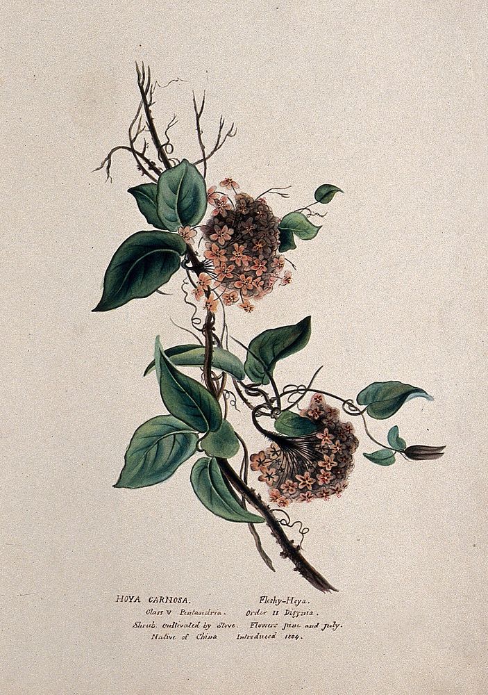 Wax plant (Hoya carnosa): flowering stem. Watercolour, ca. 1850 .