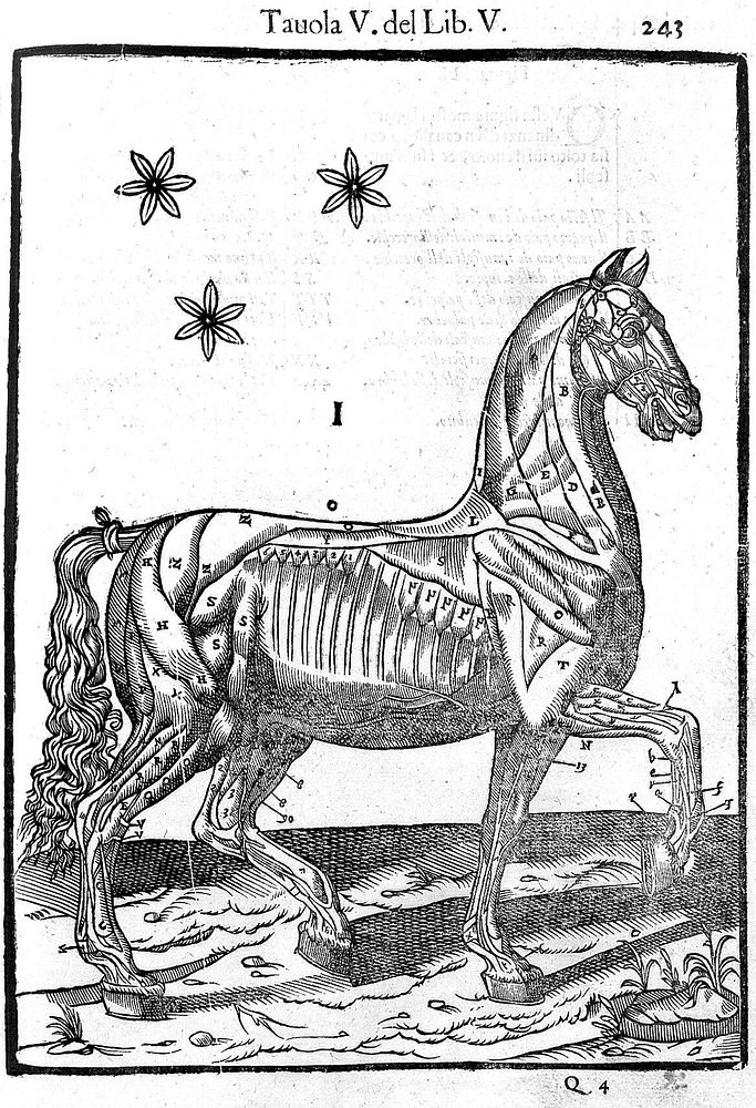 Muscles of a horse - side view, 1618