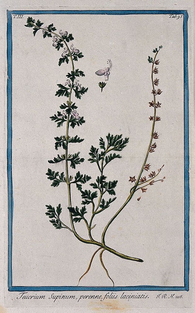 Germander (Teucrium supinum): flowering and fruiting stem with separate floral segments. Coloured etching by M. Bouchard…