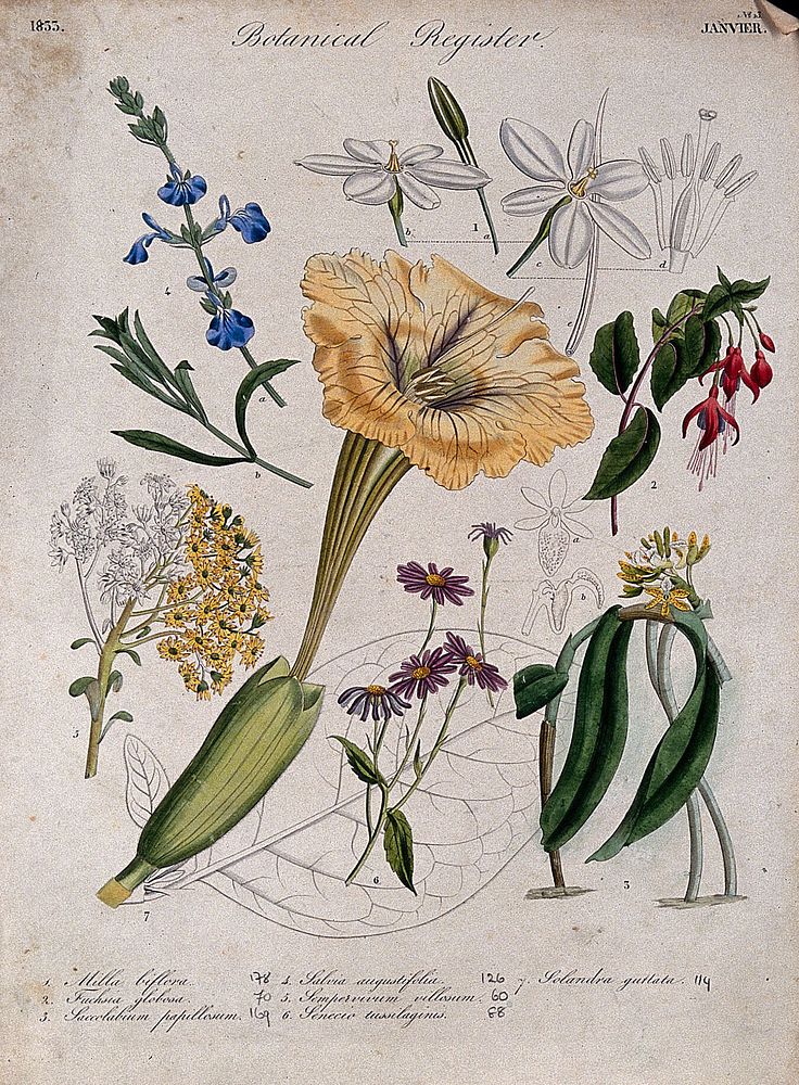 Seven plants, including a chalice vine and fuchsia: flowering stems. Coloured etching, c. 1833.