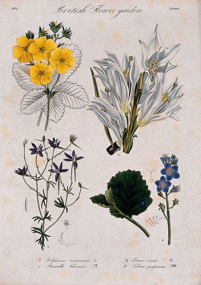Four British garden plants, including a lily and delphinium: flowering stems and floral segments. Coloured etching, c. 1837.
