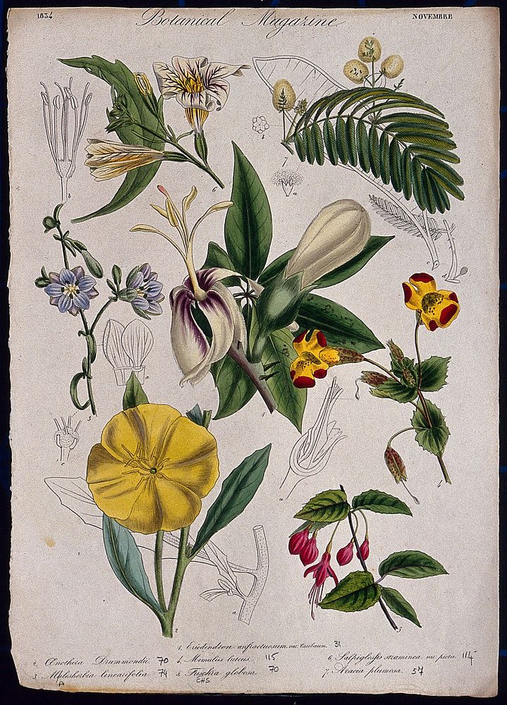 Seven garden plants, including a fuchsia and monkey flower: flowering stems and floral segments. Coloured etching, c. 1834.