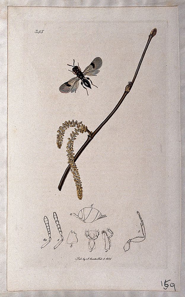 Hazel twig (Corylus avellana) with an associated insect and its anatomical segments. Coloured etching, c. 1831.