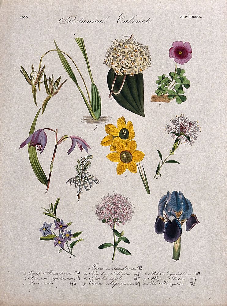 Ten flowering plants, including two orchids and an iris. Coloured transfer lithograph, c. 1833.