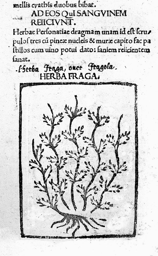 Herbarium / [Apuleius].