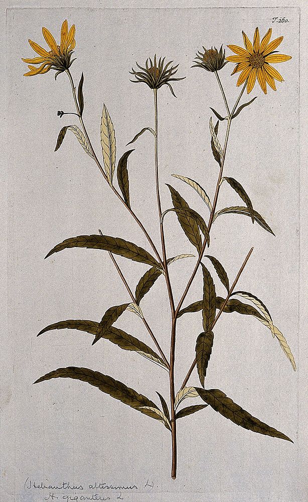Sunflower (Helianthus giganteus L.): flowering stem. Coloured engraving after F. von Scheidl, 1772.