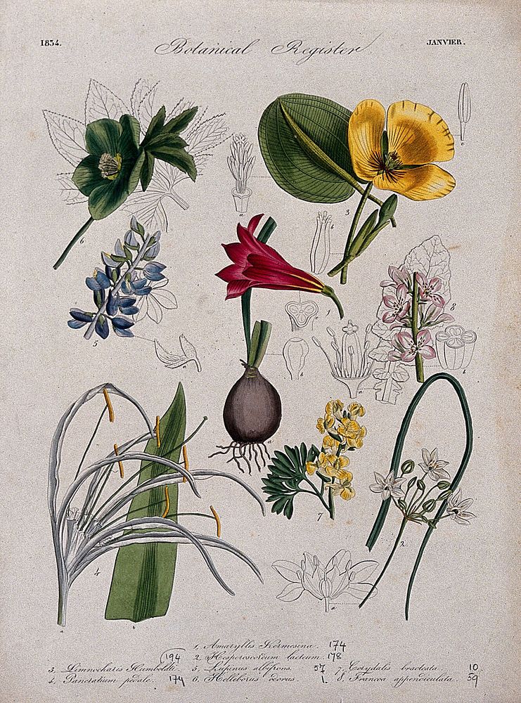 Eight plants, including a hellebore and amaryllis: flowering stems. Coloured etching, c. 1834.
