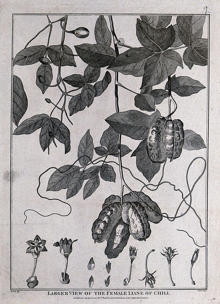 Female liane of Chilli (Lardizabala biternata Ruíz & Pavón): fruiting stem with tendrils and floral segments. Engraving by…