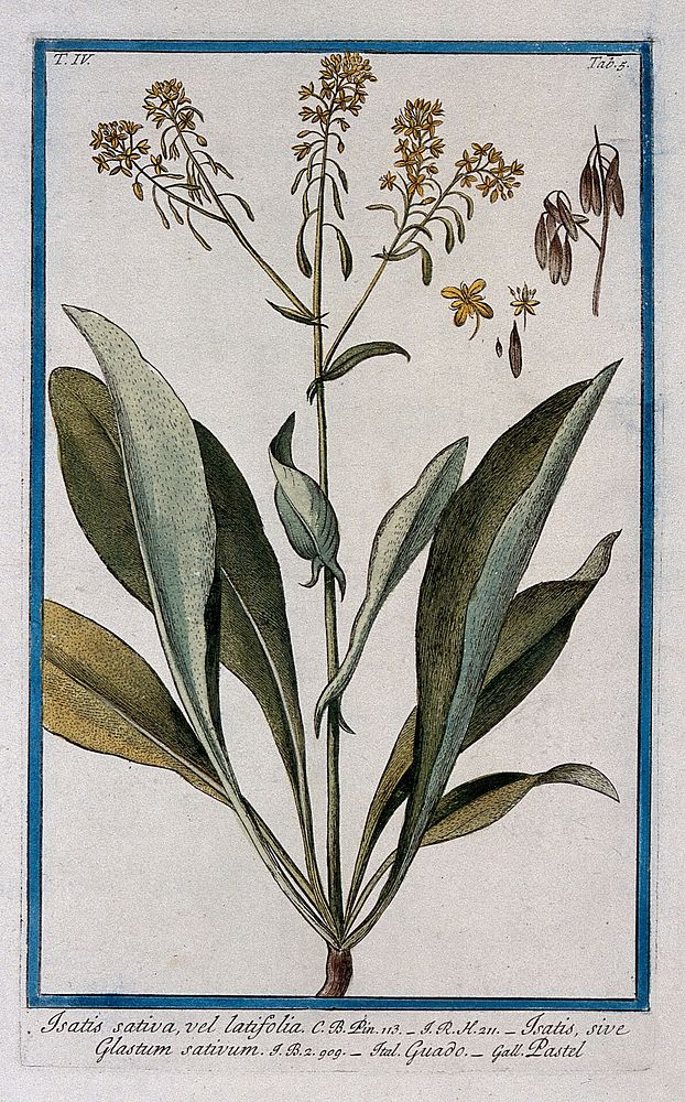 Woad (Isatis tinctoria L.): flowering stem with separate sections of fruit and flower. Coloured etching by M. Bouchard, 177-.