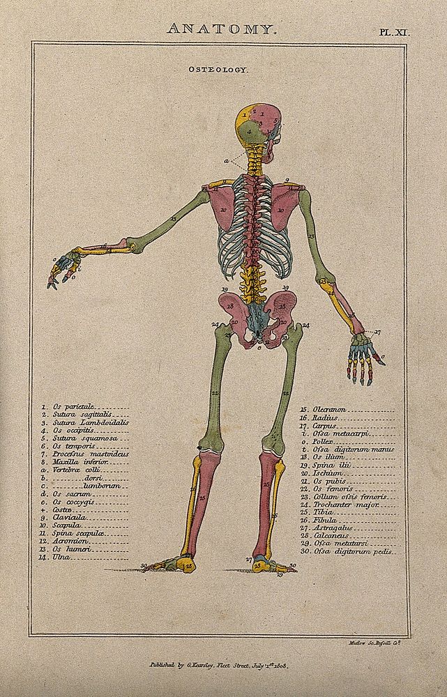 Skeleton: with left arm extended to the side, seen from behind, and with bones indicated in various colours. Coloured line…
