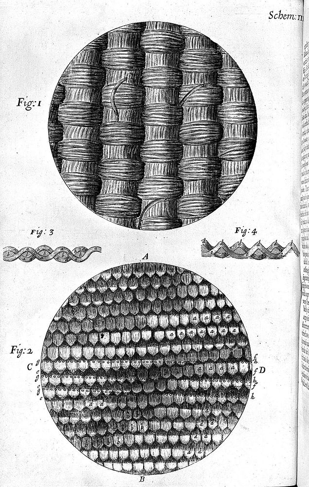 Micrographia: or some physiological descriptions of minute bodies made by magnifying glasses. With observations and…