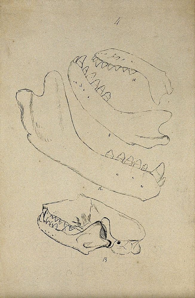 Animal skull and jaw-bones: four figures. Lithograph by R. Ball , 1857.