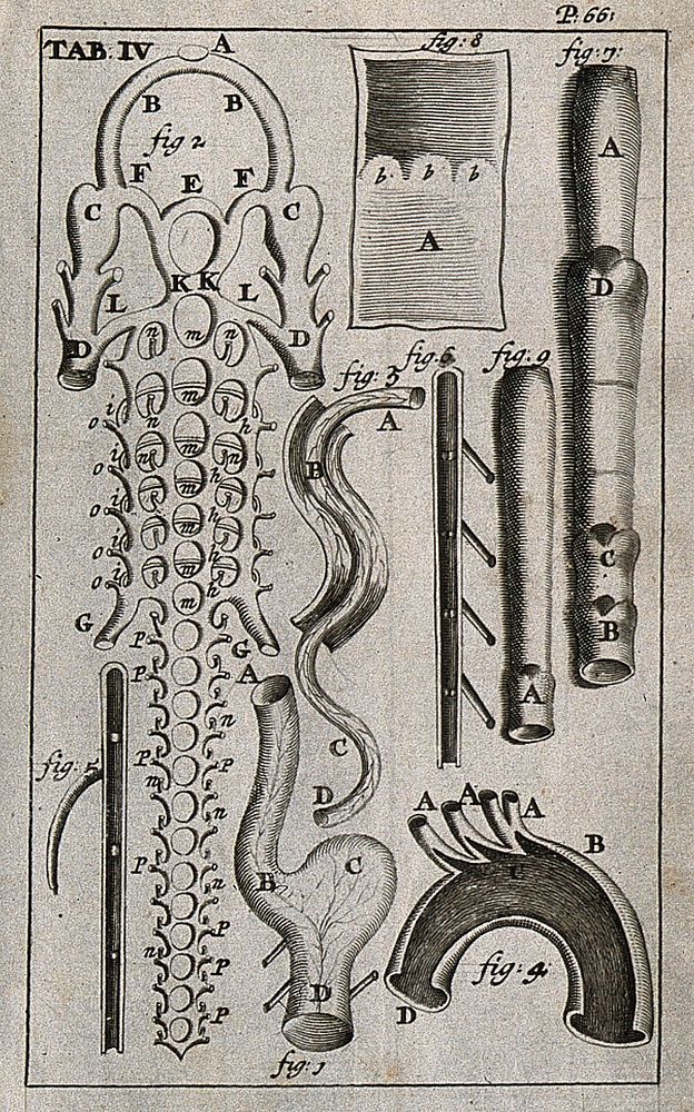 Veins and arteries. Engraving, 1686.