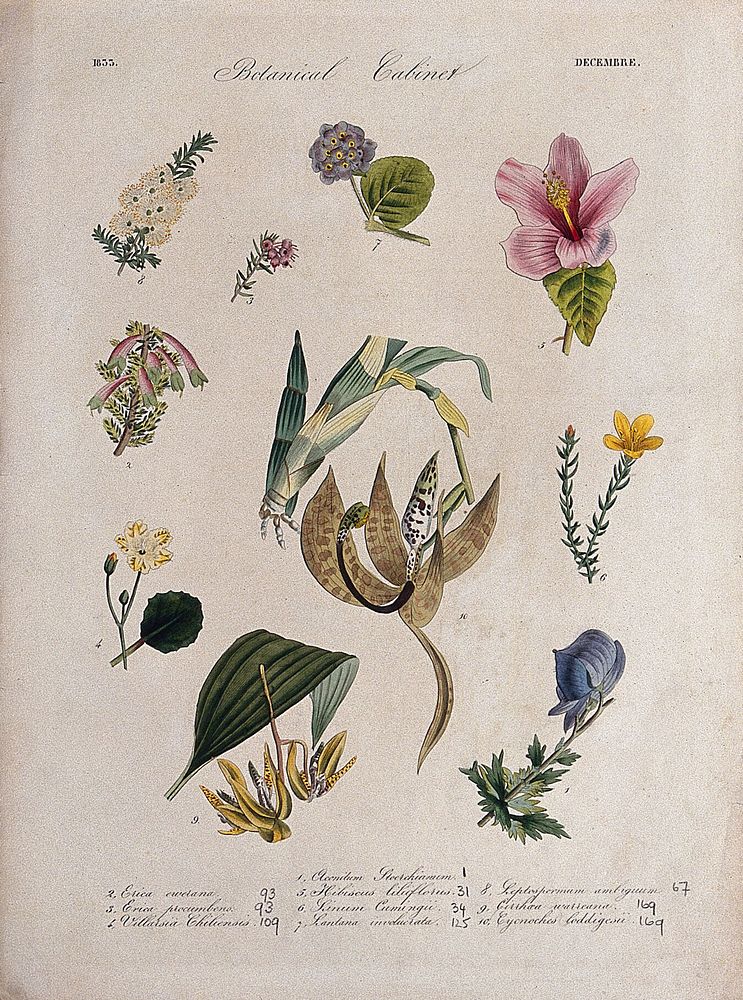 Ten flowering plants, including two orchids and an Hibiscus species. Coloured transfer lithograph, c. 1833.
