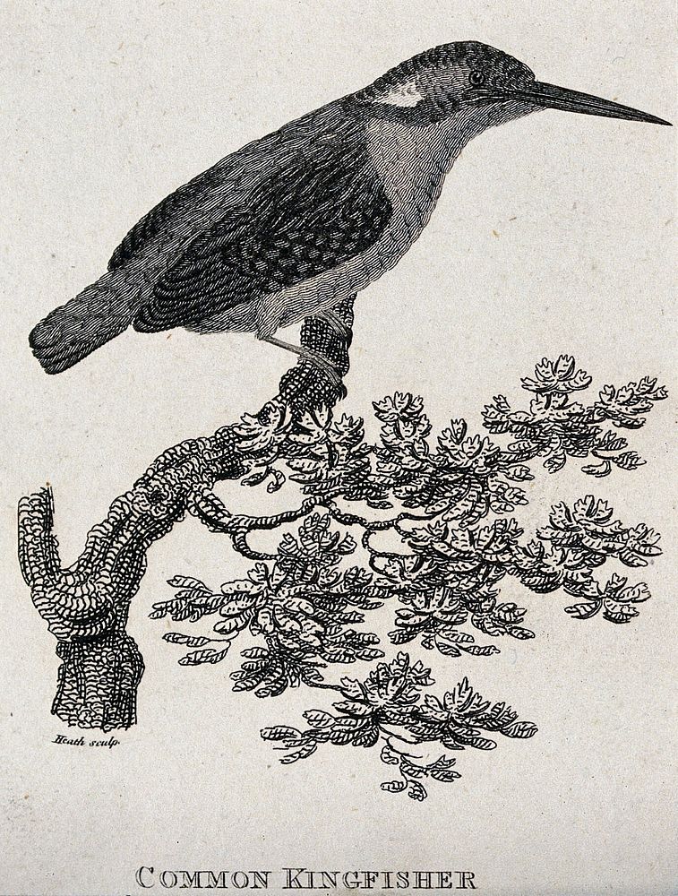 A common kingfisher sitting on a branch of a tree. Etching by Heath.