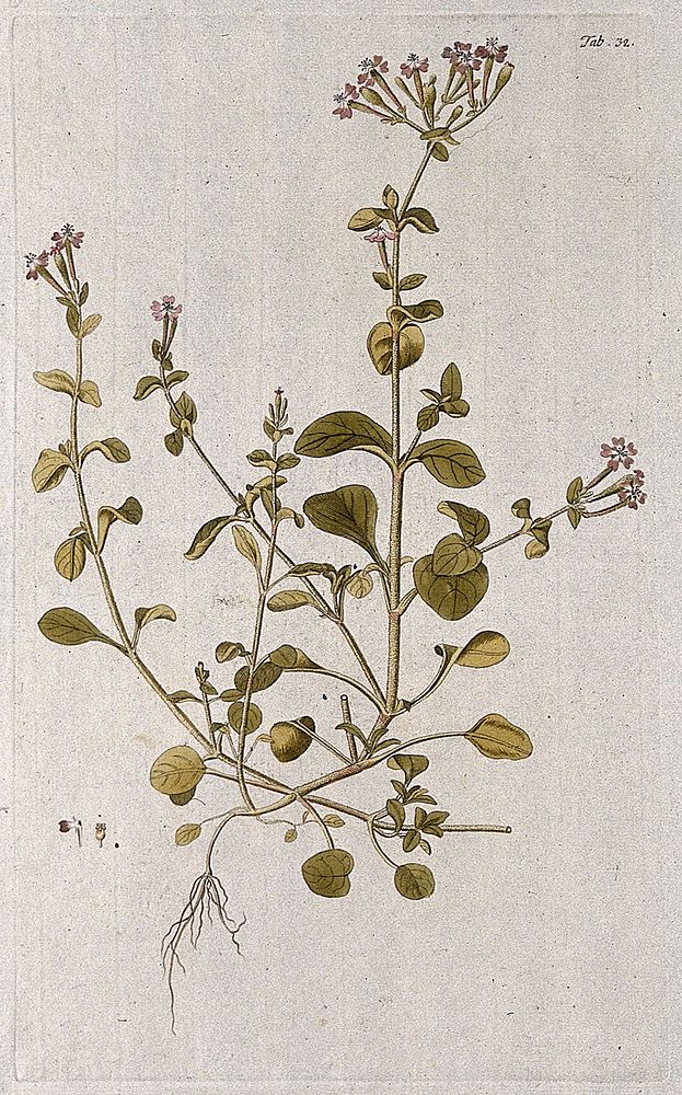Campion (Silene sp.): entire flowering plant with separate floral segments. Coloured engraving after F. von Scheidl, 1776.