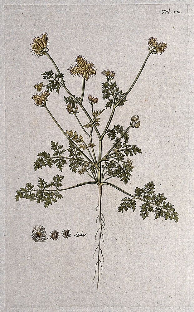 Bur parsley (Caucalis sp.): entire flowering and fruiting plant with separate flower and fruit. Coloured engraving after F.…