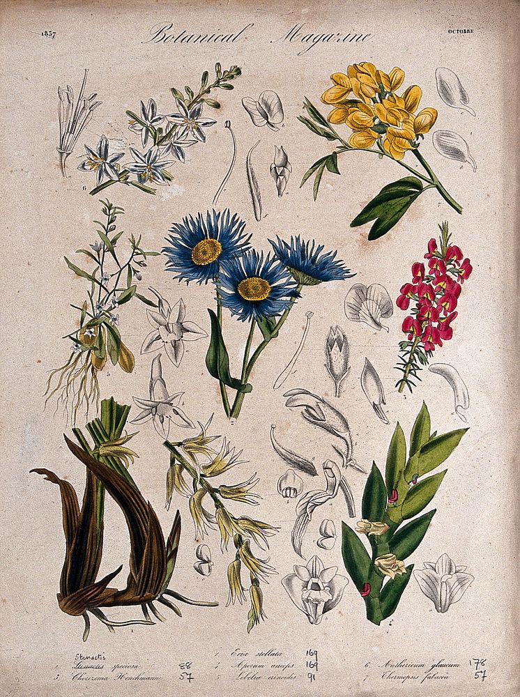 Seven plants, including two orchids and a lobelia: flowering stems and floral segments. Coloured etching, c. 1837.