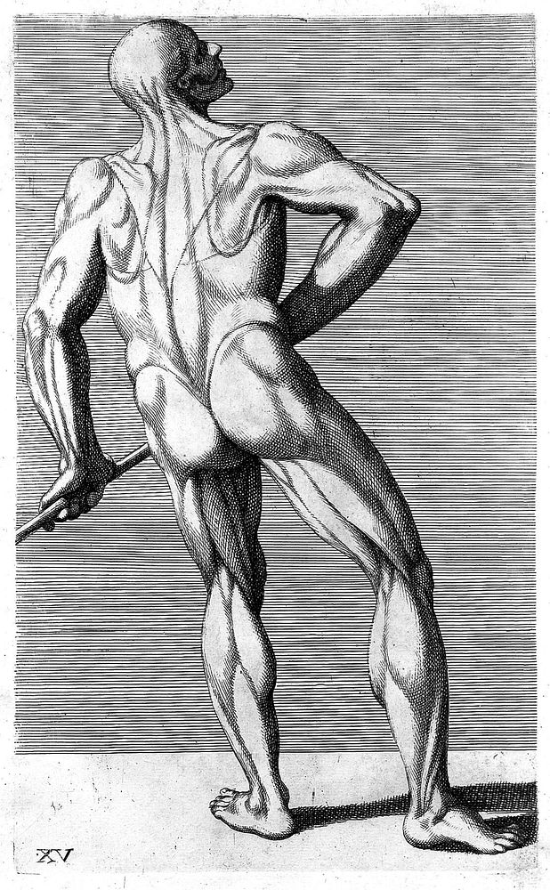 Cognitione de muscoli del corpo humano per il disegno / [Carlo Cesi].