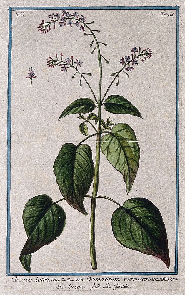 Enchanter's nightshade (Circaea lutetiana L.): flowering stem with separate flower. Coloured etching by M. Bouchard, 1778.