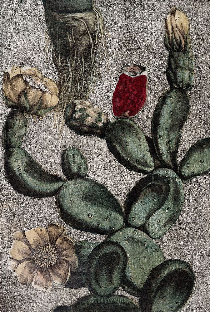 Collection des plantes usuelles, curieuses, et etŕangères, selon les systèmes de Mrs. Tournefort et Linnaeus. Tirées du…
