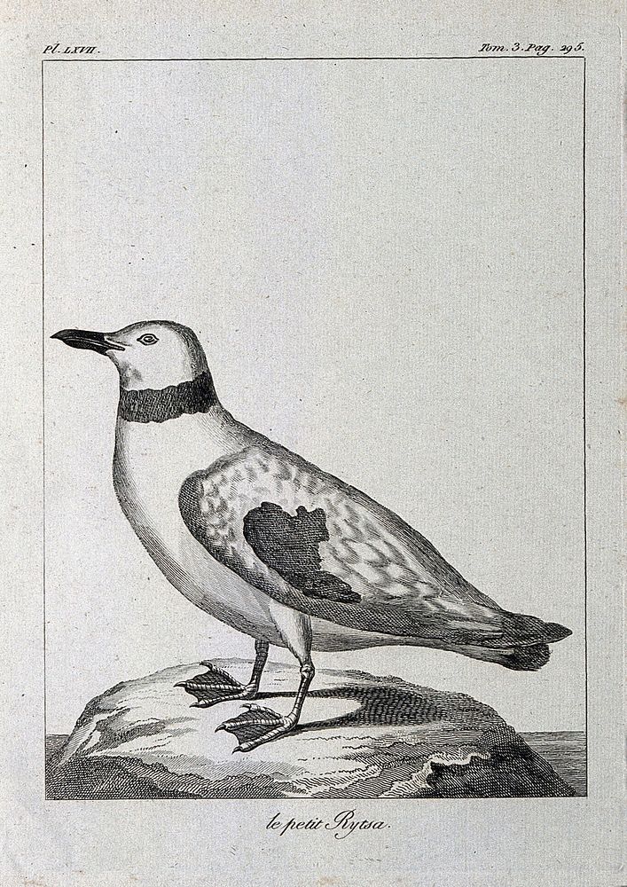 A ring-necked gull. Etching.