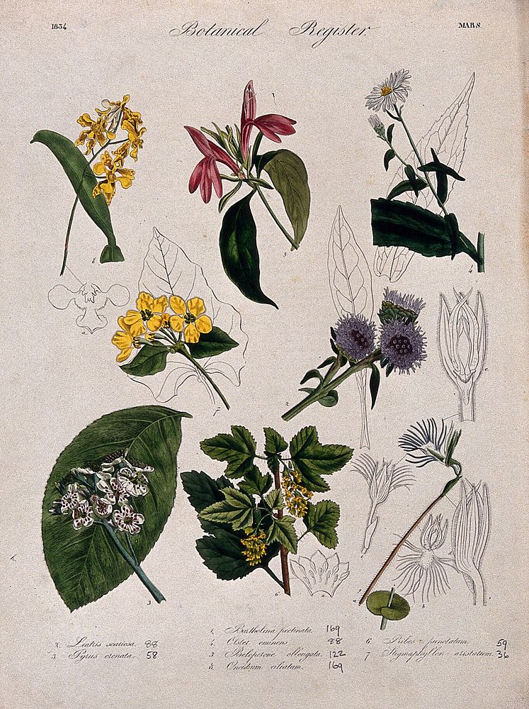 Seven plants, including a pear, an aster and two orchids: flowering stems. Coloured etching, c. 1834.