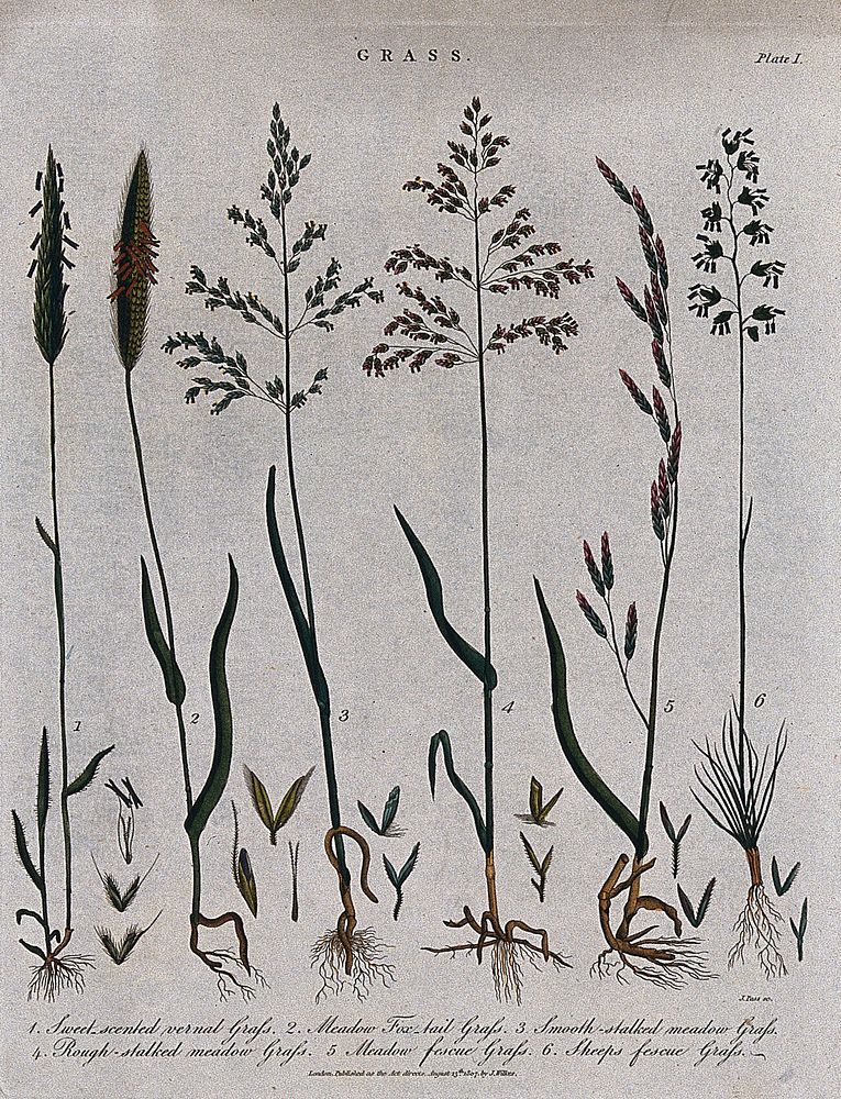 Six grasses: fescues (Festuca species), foxtail grass (Alopecurus pratensis), meadow grasses (Poa species) and sweet vernal…
